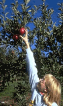 Girl Picking Apples - Photo Courtesy of NY Apple Association