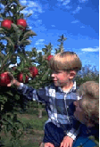 Boy Picking Apples - Photo Courtesy of NY Apple Association